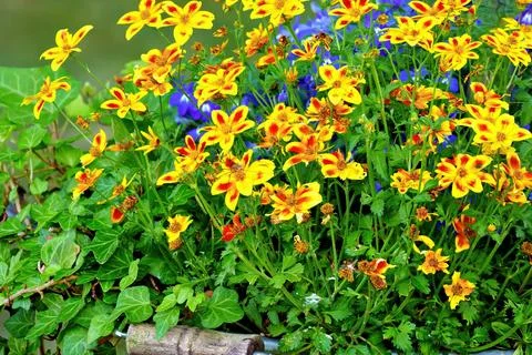 Summer flowers in full bloom Stock Photos