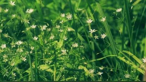 Summer Flowers on Green Grass Background Stock Footage 150607246