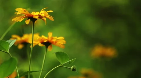 Summer Flowers HD Stock Footage 41573165