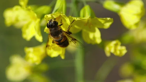 Summer, flowers, insects Stock Footage 182560002