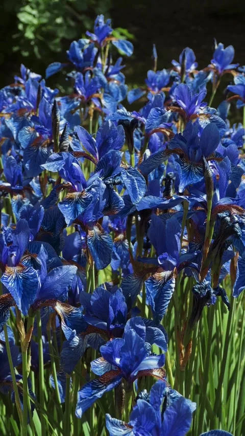 Summer flowers iris Stock Footage 278249029