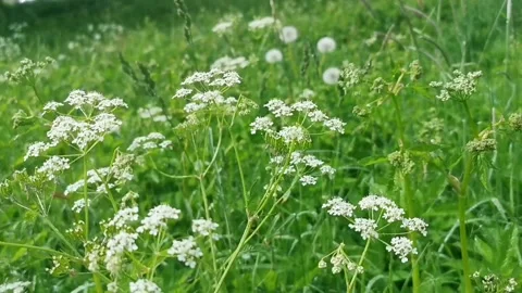 Summer flowers in light rain Stock Footage 132259995