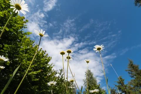 Summer flowers from low angle view Stock Photos