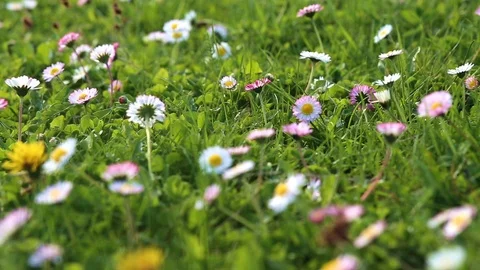 Summer flowers meadow Stock Footage 88827530