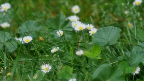 Summer flowers in the meadow Video stock 250626138
