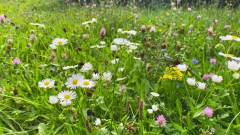 Summer flowers meadow Stock Footage 284214944