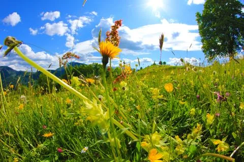 Summer Flowers in Mountains Stock Photos