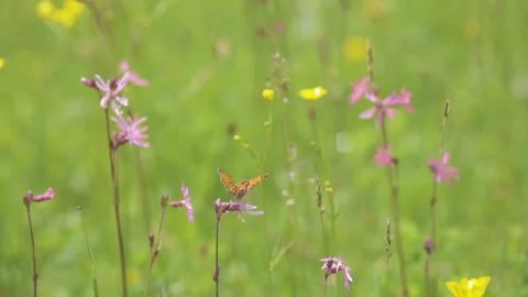 Summer flowers moving in the wind . Shallow focus with green background Stock Footage 131157626