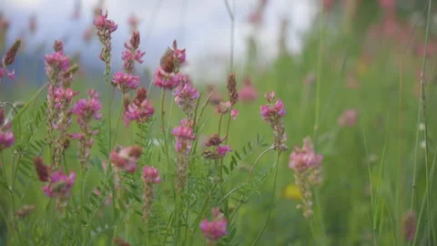 Summer flowers moving in the wind . Shallow focus with green background Stock Footage 131396143
