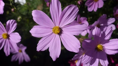 Summer flowers pan Stock Footage 233447253