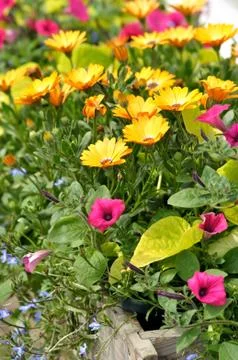 Summer flowers Stock Photos