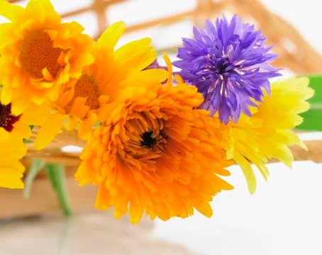 Summer flowers Stock Photos