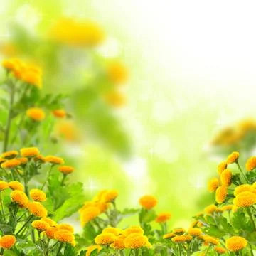 Summer flowers. Stock Photos