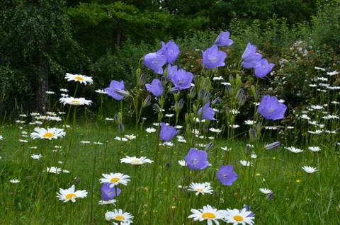 Summer flowers Stock Photos