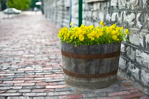 Summer flowers Stock Photos