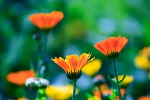 Summer flowers Stock Photos