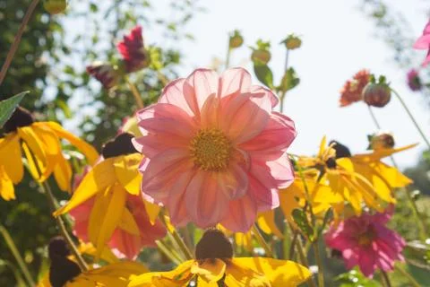 Summer flowers Stock Photos