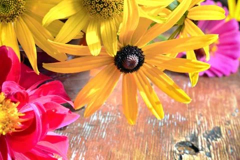 Summer flowers Stock Photos