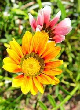 Summer flowers Stock Photos