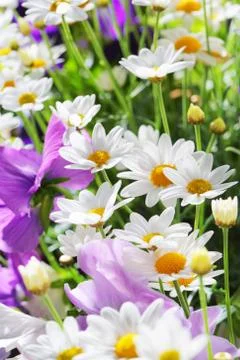 Summer flowers Stock Photos