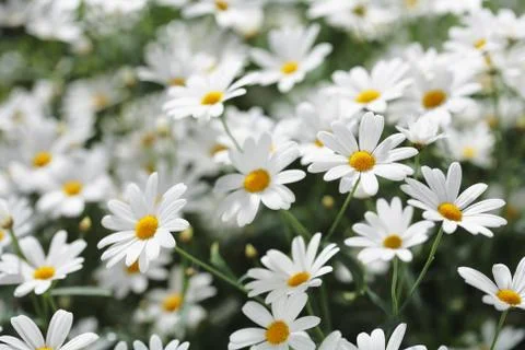 Summer flowers Stock Photos