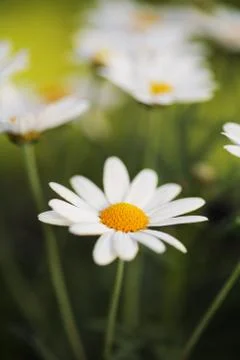 Summer Flowers Foto stock