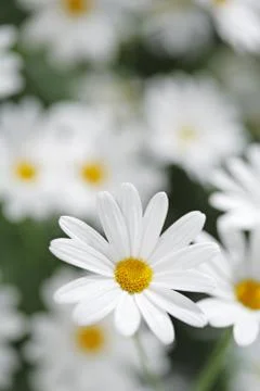 Summer flowers Foto stock