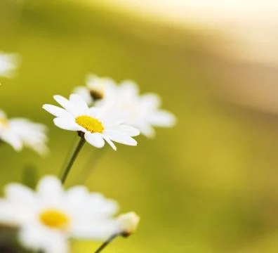 Summer Flowers Stock-Fotos