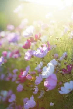 Summer flowers Stock Photos
