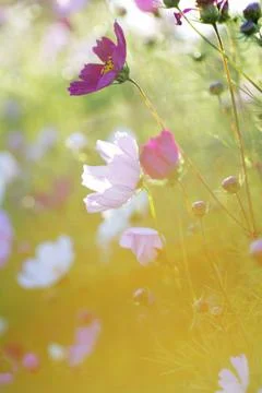 Summer flowers Stock Photos