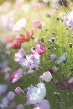 Summer flowers Stock Photos