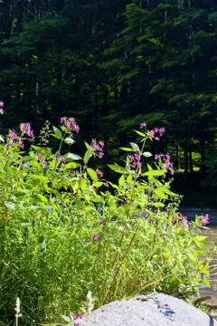 Summer flowers Stock Photos