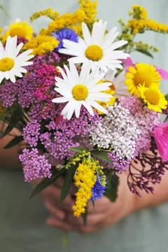 Summer Flowers Stock Photos