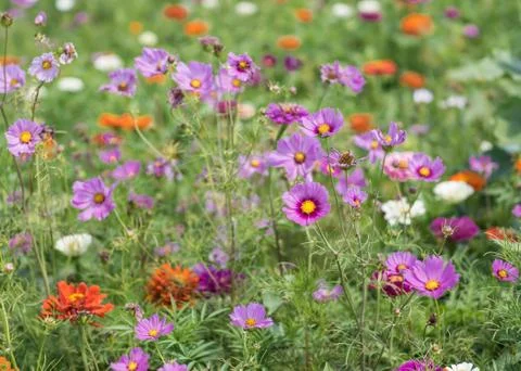 Summer flowers Stock Photos