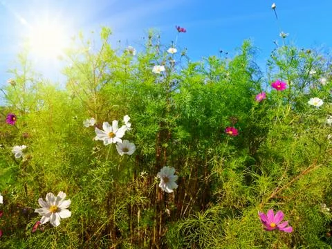 Summer flowers Stock Photos