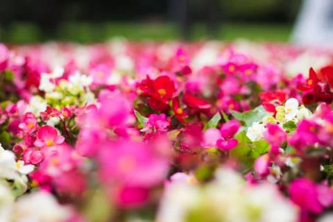 Summer flowers Stockfoto's