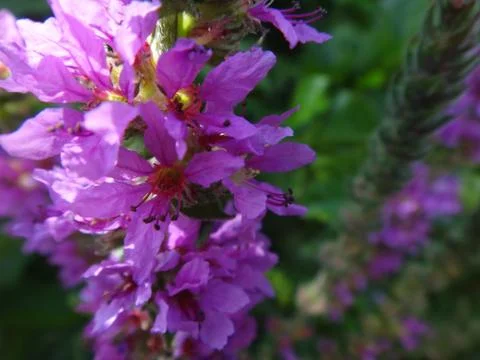 Summer flowers Foto stock