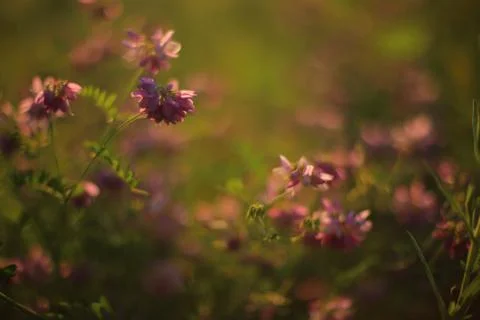 Summer flowers Stock Photos