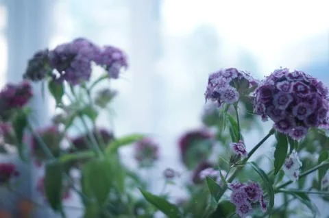 Summer flowers Stock Photos