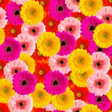 Summer flowers seamless pattern. Gerbera macro pattern Stock Photos