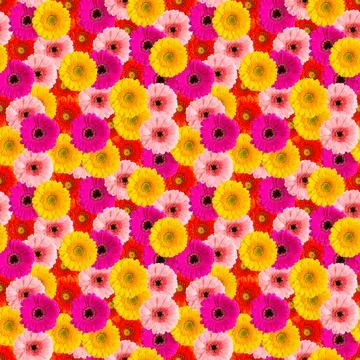 Summer flowers seamless pattern. Gerbera macro pattern Stock Photos