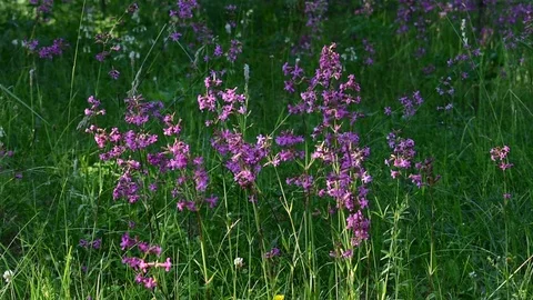 Summer flowers in the sun Stock Footage 110840982