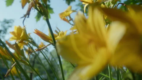 Summer Flowers Sway In The Wind Stock Footage 254726512