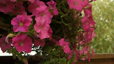Summer flowers swaying in the wind Stock Footage 51688257
