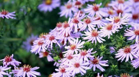 Summer flowers waving in the wind 動画素材 12325126