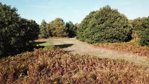 Summer flying over trees and bracken Stock Footage 140796763