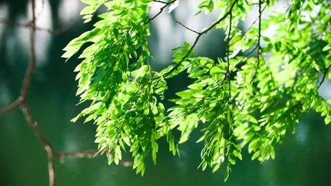 Summer foliage - calm breeze Stock Footage 257534659