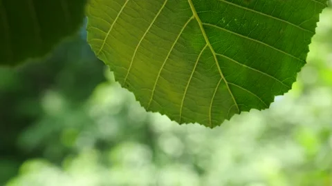 Summer foliage 库存影片 234069813