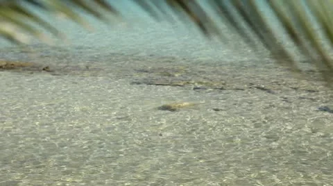 Summer Stock Footage 8953230