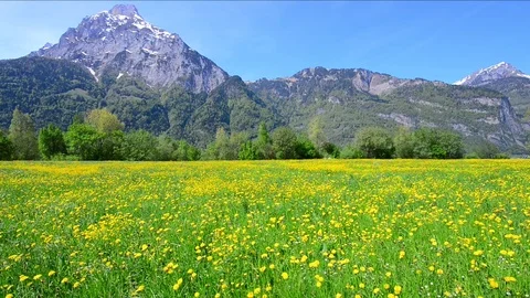 Summer Stock Footage 111008053